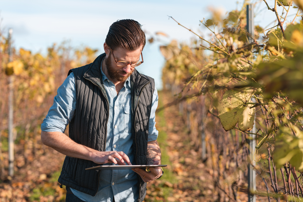 Man working on a small vineyard with his tablet